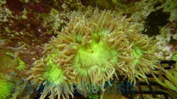 Elegance Coral: Purple Tip - Australia