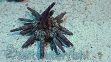 Pencil Urchin - Group of 2