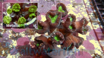 Trumpet Candy Cane Coral - Aquacultured