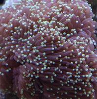 Torch Coral: Green Grape Cristata - Aquacultured