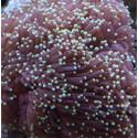 Torch Coral: Grape Cristata w/ Green Tip