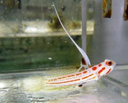 Yasha Shrimp Goby - Captive Bred - Super Special Save 23%