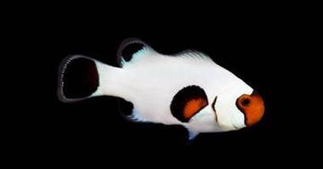 Wyoming White Clownfish - Captive Bred