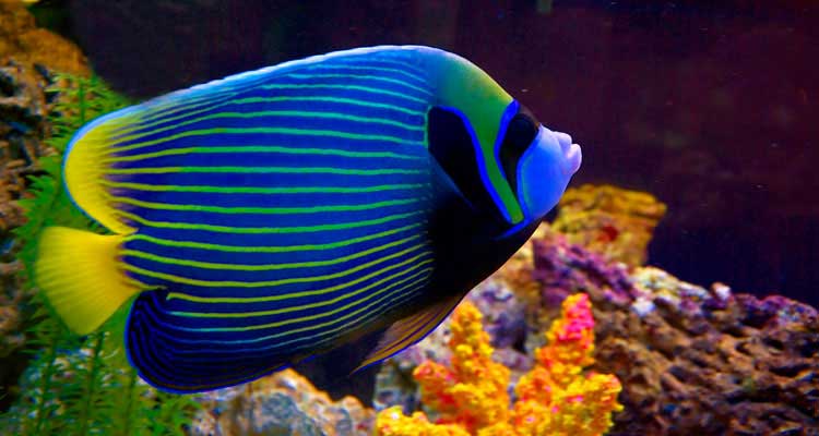 Reef Fish, Marine Fish, Coral, Aquarium Supplies & more - Saltwaterfish.com