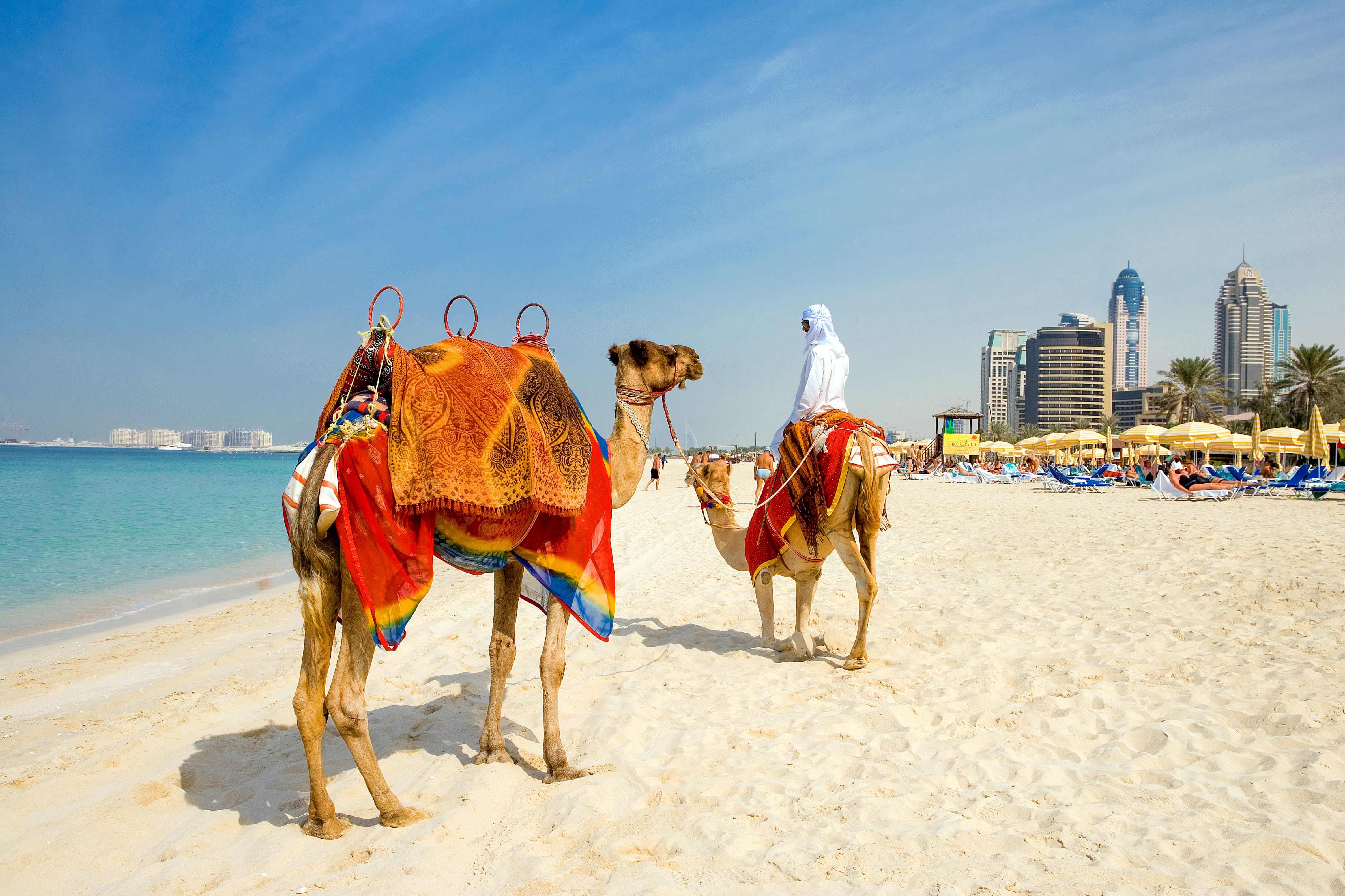 camels-at-dubai-beach